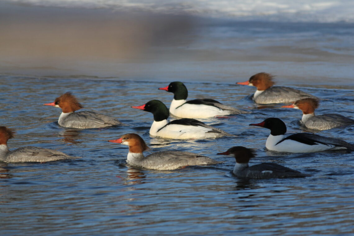 Male and female common mergansers swimming